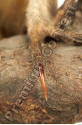 Barn owl - Tyto alba